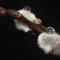 Капельки :: Oleg S