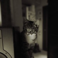 Меломан Василий :: Виктор Савельев
