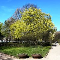 СПб. Метро "Московская". Сквер "Южная Роща". :: Виктор Орехов