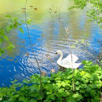 В ростовском зоопарке :: Нина Бутко
