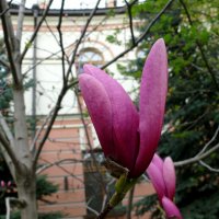 Бутон магнолии :: Елена Елена