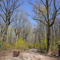 В весеннем парке... :: Владимир Жданов