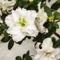 Белая азалия. :: Лилия *