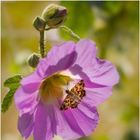 Бабочка на цветке Мальвы (Alcea rosea). :: Александр Григорьев