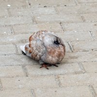 Приболел :: Валерий Иванович