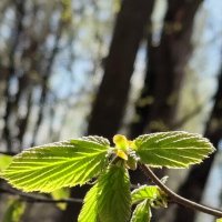 Крылья :: Александр Кондаков