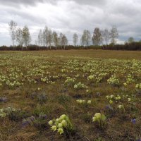 Весна,весна на улице,весенние деньки... :: nadyasilyuk Вознюк Весна,весна на улице,весенние деньки... :: nadyasilyuk Вознюк