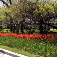 Тюльпан даёт салют весне. :: Татьяна Помогалова