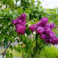 Сиреневый май :: Нина Бутко