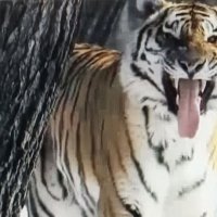 Улыбка  Полосатого ...:) :: Валерий Кокорев