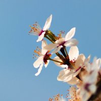 Цветение. :: Николай 