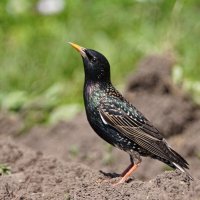 Скворец :: Василий Панкрушов