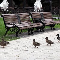 нога в ногу :: Олег Лукьянов нога в ногу :: Олег Лукьянов