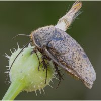 Африканский таракан.(Hemelytroblatta africana). :: Александр Григорьев