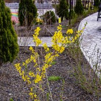 Весна :: Анатолий Чикчирный