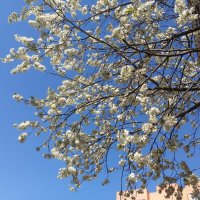 Весеннее небо :: Елена Семигина Весеннее небо :: Елена Семигина