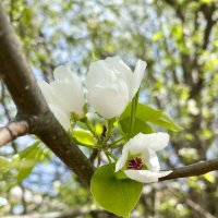 нежность :: Вера Солнцевна нежность :: Вера Солнцевна