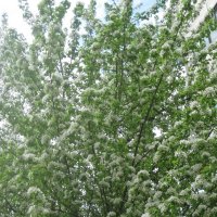 Черёмуха душистая с весною расцвела... :: Дмитрий Никитин