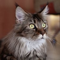 Настороженность :: Роман Макуха Настороженность :: Роман Макуха
