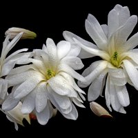 магнолия :: Михаил Бибичков