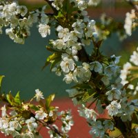 вишня :: Александр Леонов