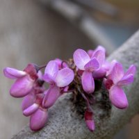 Иудушки, зацвело ваше дерево... :: Валерий Басыров