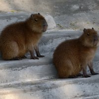 Капибарки :: <<< Наташа >>>