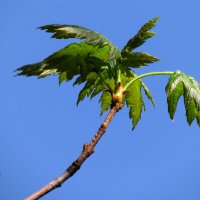 Весна :: Роман Савоцкий