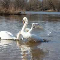 Лебединая фотосессия :: Светлана Ищенко