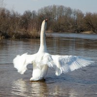 Лебединая фотосессия :: Светлана Ищенко