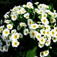 Нежная примула :: Людмила Смородинская