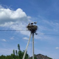 Дружная семья :: Ирэн 