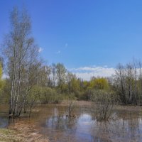 На болоте... :: Владимир Жданов