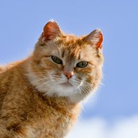 * :: Вадим 