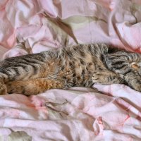 Гошанчик. Немного Кеппра и мы в порядке. Эпилепсия однако... :: Вадим 