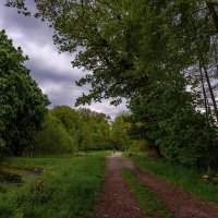 В майском лесопарке... :: Николай Гирш