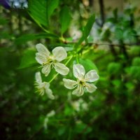 Цветение... :: Алексей Архипов