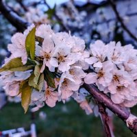 Цветущий месяц май :: Михаил Столяров