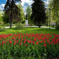 Тюльпаны в сквере :: Александр Синдерёв