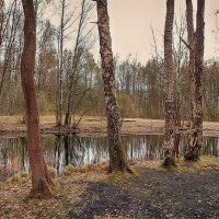 Весенний пейзаж. :: Лилия *