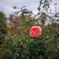 М35/2 :: Иваннович . М35/2 :: Иваннович .