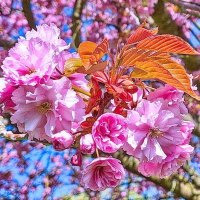 Цветок сакуры :: Андрей K.