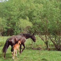 На природе :: Мариша Тим