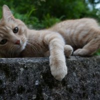 PRO Кота.... :: Алёна Савина