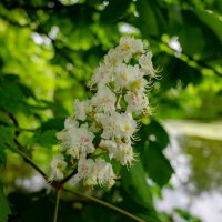 Время цветения каштана... :: Николай Гирш