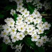 Весна. :: Владимир 