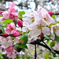 весна :: Наталья 