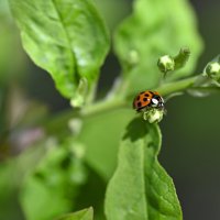 Божья коровка :: Ольга 