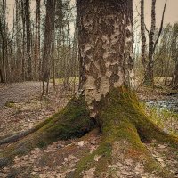 Мощные, замшелые корни. :: Лилия *