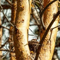 в ожидаинии потомства :: Denis Doroshenko